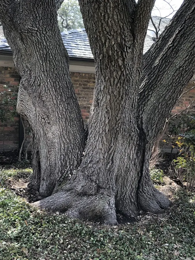 Mature heritage tree close to a Saint Joseph property cared for by certified arborists